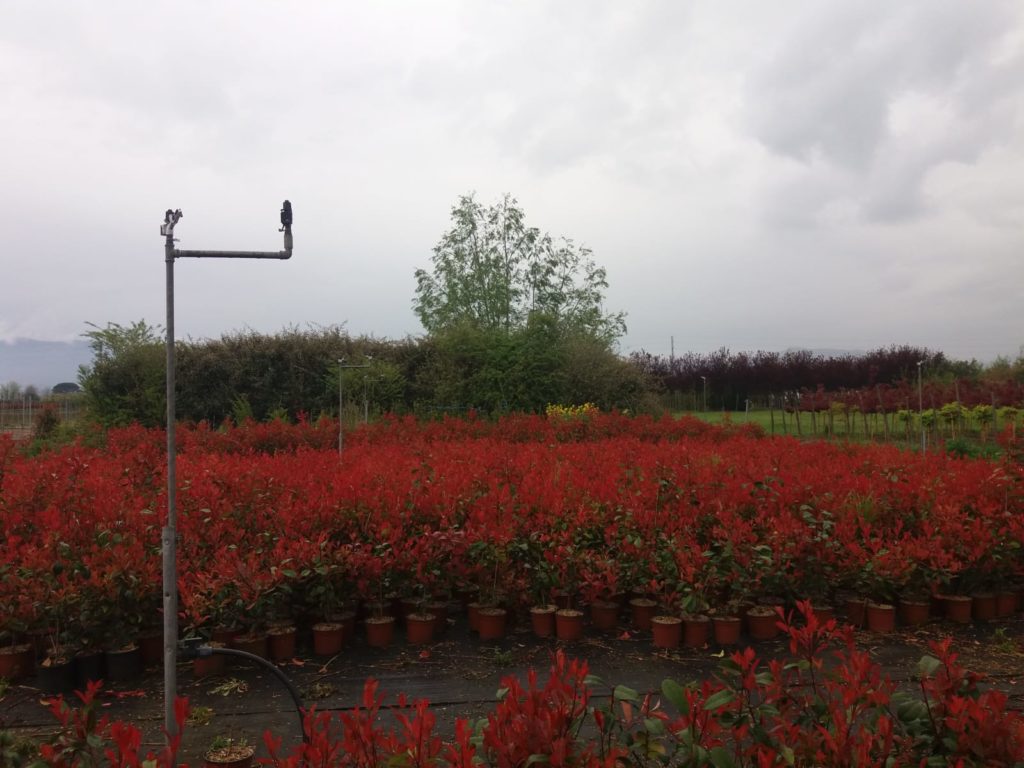 Photinia , Vrt-express