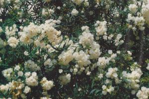 oleander bijeli 001-001