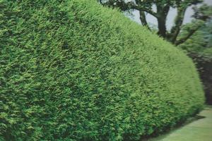 lejlandii kao živa ograda 001