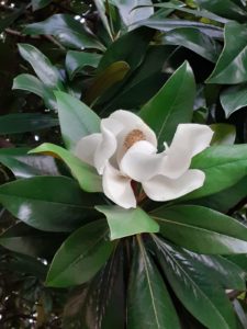 Magnolia grandiflora cvijet Vrt-Express